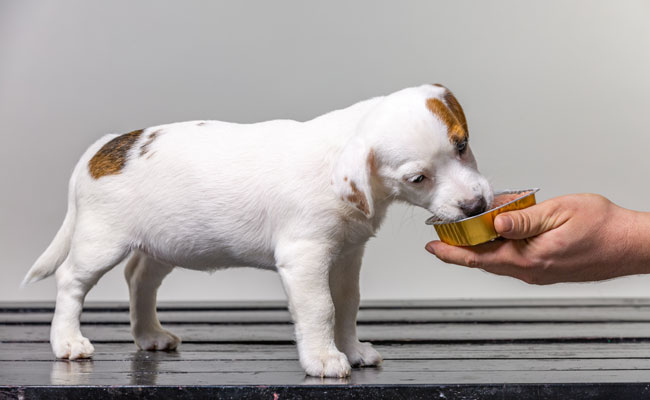   Puppy food transition: how to go about it?